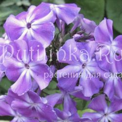 Флокс метельчатый Александр (Колоколенковы)