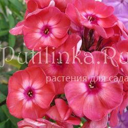 Флокс метельчатый Жар-Птица (Китаева)