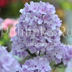 Флокс метельчатый Неглинка ( Константинова Е.А.)