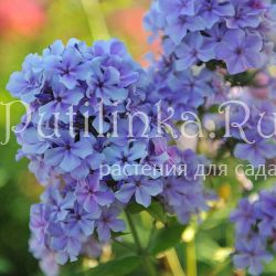 Флокс метельчатый Ордынка (Константинова Е.А.)