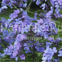 Флокс метельчатый Blue Evening (P.Oudolf)