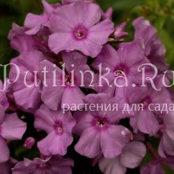 Флокс метельчатый Премьера (Кругловы)