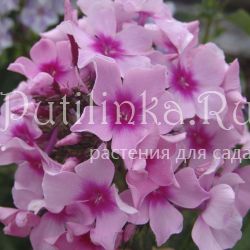 Флокс метельчатый Розовая сказка (Шаронова М.Ф.)