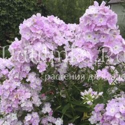 Флокс метельчатый Cool Water (J. Verschoor)