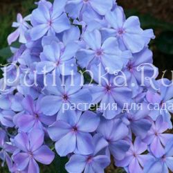 Флокс метельчатый Незабудка (Константинова Е.А.)