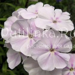Флокс метельчатый Зефир (Константинова Е.А.)