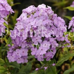 Флокс метельчатый David's Lavender (K.Litton)