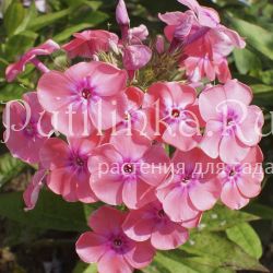 Флокс метельчатый Ирина (Шаронова М.)