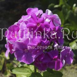 Флокс метельчатый Родник (Фетисова И.В.)