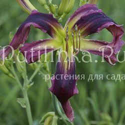 Лилейник Purple Tarantula