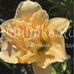 Лилейник (название утеряно)