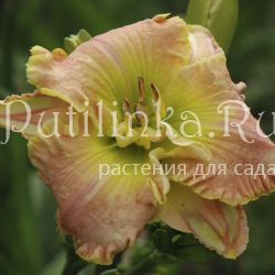 Лилейник Patsy Cline
