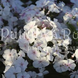 Флокс метельчатый Augustschneekuppel (K.Foerster)