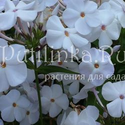 Флокс метельчатый Minnie Pearl**