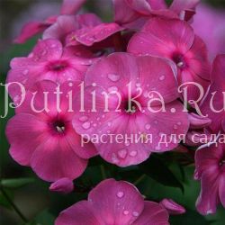 Флокс метельчатый Дымчатый Коралл (Гаганов П.Г)