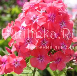 Флокс метельчатый Фрези Грант