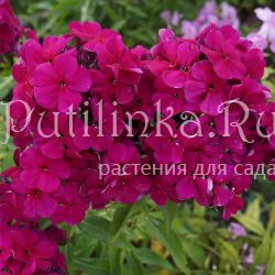 Флокс метельчатый Таганка (Константинова Е.А.)