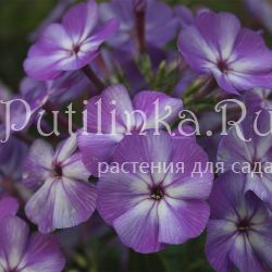 Флокс метельчатый ККД (Долженко А.)