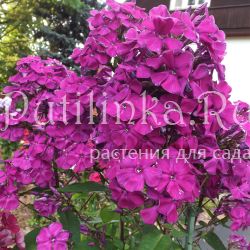 Флокс метельчатый Искандер (Егорова В)