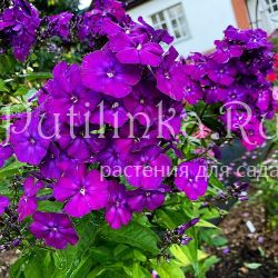 Флокс метельчатый Ночь (Егорова В.)