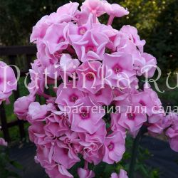 Флокс метельчатый Розочка (Егорова В.)