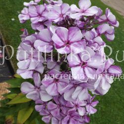 Флокс метельчатый Фиолетовые Тени (Егорова В)