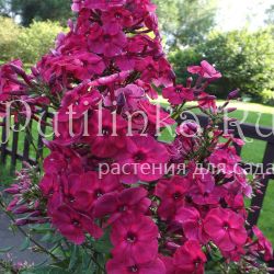 Флокс метельчатый Шаганэ (Егорова В.)