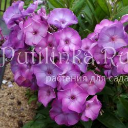 Флокс метельчатый Виола (Егорова В)