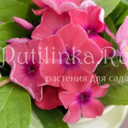 Флокс метельчатый Осенний Вальс (Егорова)