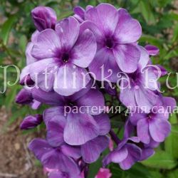 Флокс метельчатый Готика (Егорова В.)