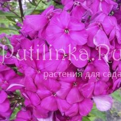 Флокс метельчатый Мавр (Егорова В)