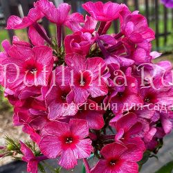 Флокс метельчатый Сапфира (Егорова В)