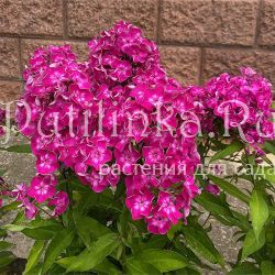 Флокс метельчатый Фонарик (Егорова В)