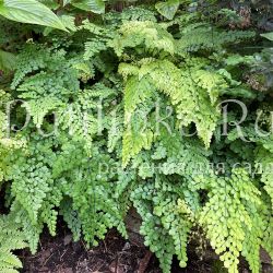 Адиантум венустум (Adiantum venustum)