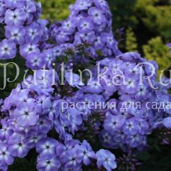 Флокс метельчатый Лазурный берег (Марковский Ю.Б.)