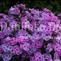 Флокс метельчатый Пленительный Обман (Марковский Ю.Б.)