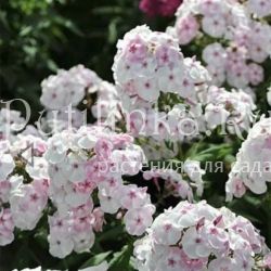 Флокс метельчатый Десерт (Марковский Ю.Б.)