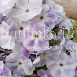 Флокс метельчатый Дежавю (Марковский Ю.Б.)