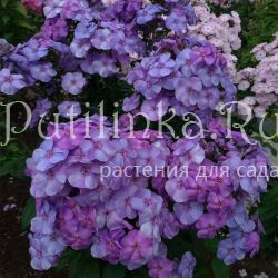 Флокс метельчатый Деним (Марковский Ю.Б.)