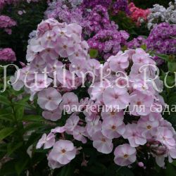 Флокс метельчатый Леди Мэри (Марковский Ю.Б.)