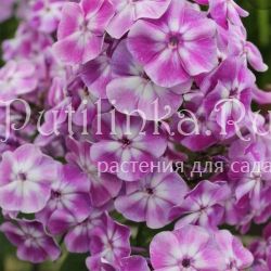 Флокс метельчатый Галлюцинация (Марковский Ю.Б.)