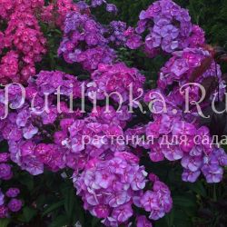 Флокс метельчатый Лукавый Маг (Марковский Ю.Б.)