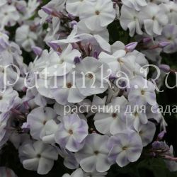 Флокс метельчатый Нюанс (Марковский Ю.Б.)