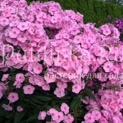 Флокс метельчатый Барби (Марковский Ю.Б.)
