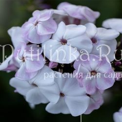 Флокс метельчатый Пигги (Марковский Ю.Б.)