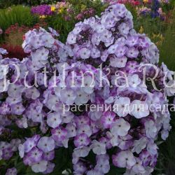 Флокс метельчатый Принц Крови (Марковский Ю.Б.)