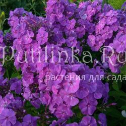 Флокс метельчатый Суаре (Марковский Ю.Б.)