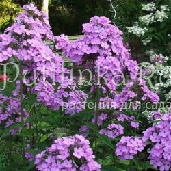Флокс метельчатый Hesperis (C.Jansen)