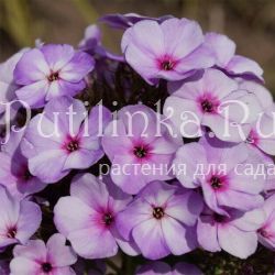 Флокс метельчатый Jeff's Blue (J. Verschoor)