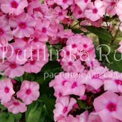 Флокс метельчатый Jeff's Pink (J. Verschoor)